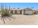 Inviting single-story home with desert landscaping, including a mature Saguaro cactus at 519 W Palomino Dr, Chandler, AZ 85225