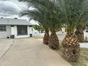 Beautiful home showcasing mature palm trees and a clean, well-maintained exterior at 4801 N 34Th Dr, Phoenix, AZ 85017