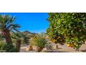 Well-maintained front yard with mature palm trees and citrus trees, adding curb appeal at 2535 N Pinnule Cir, Mesa, AZ 85215