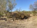 View of tranquil desert backyard with natural landscaping and plants at 7636 E Coronado Rd, Mesa, AZ 85207