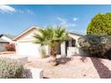Landscaped front yard with a decorative palm tree and well manicured shrubs at 8666 E Fillmore St, Scottsdale, AZ 85257