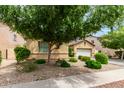 Lush front yard with desert landscaping, a mature shade tree, and a view of the house and two-car garage at 10414 W Windsor Ave, Avondale, AZ 85392