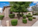 Landscaped front yard featuring manicured bushes and rock ground cover for low maintenance at 19571 E Strawberry Dr, Queen Creek, AZ 85142