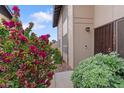Home's entry boasts vibrant landscaping, including a lush bougainvillea adding curb appeal and a welcoming touch at 17808 N 45Th Ave, Glendale, AZ 85308