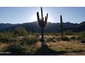 Arizona landscape featuring saguaro cactus with sun rising over distant mountains at 5619 N 193Rd Ave, Litchfield Park, AZ 85340