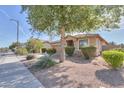 Inviting single-story home with mature shade tree and low maintenance desert landscaping at 241 W Atlantic Dr, Casa Grande, AZ 85122