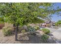 Lush front yard featuring desert landscaping, including various plants, shrubs, and trees at 1197 W Fir Tree Rd, Queen Creek, AZ 85140
