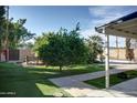 Spacious backyard features mature landscaping, green lawn, and covered patio area at 2533 E Flower St, Phoenix, AZ 85016