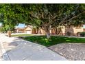 Lush front yard featuring manicured grass, desert landscaping, and mature trees at 2528 N Ashbrook Cir, Mesa, AZ 85213