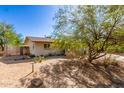 Backyard view featuring desert landscaping, perimeter fencing, and mature trees with a charming home at 411 N 111Th Pl, Mesa, AZ 85207