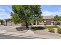 Charming home with mature tree in front yard, desert landscaping, and inviting walkway at 1182 E Canyon Way, Chandler, AZ 85249