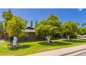 Single-story home with well-manicured lawn and mature citrus trees, showcasing charm and curb appeal at 1907 E Huber St, Mesa, AZ 85203