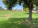 Lush green space with mature trees, offering shade and a park-like setting at 2834 E Juanita Ave, Mesa, AZ 85204
