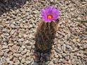 Close up of a small cactus with a beautiful pink flower blooming from the top at 4061 W Tonopah Dr, Glendale, AZ 85308