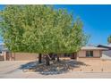 Lovely single-story home with a large tree providing shade in the front yard at 102 E Angela Dr, Phoenix, AZ 85022
