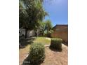 Large backyard features mature trees and landscaping at 135 N 119Th Dr, Avondale, AZ 85323