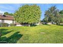 Lush backyard featuring a large shade tree and a well-maintained lawn, perfect for outdoor enjoyment at 9613 W Shasta Dr, Sun City, AZ 85351