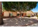 Inviting single-story home with mature shade tree in the front yard providing a welcoming curb appeal at 7515 W Sweetwater Ave, Peoria, AZ 85381