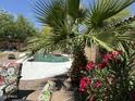 Lush backyard features a beautiful pool, mature palm tree, and vibrant flowering bushes at 20426 N Alma Dr, Maricopa, AZ 85138