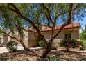 Charming home with desert landscaping featuring multiple desert plants and large shade tree at 19963 N Window Rock Dr, Surprise, AZ 85374