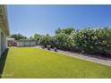 Lush backyard with well-maintained landscaping, offering a serene and private outdoor retreat at 717 E Temple St, Chandler, AZ 85225