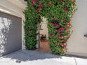 A lush bougainvillea archway covers entry, creating a verdant, welcoming transition with a glimpse of the outdoor seating at 3261 S Sunland Dr, Chandler, AZ 85248
