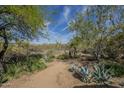 Lush backyard featuring desert landscape, tall saguaro cactus, and serene walking path at 7486 E Bajada Rd, Scottsdale, AZ 85266