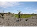 Expansive community park with lush green space, walking trails and playground areas at 281 W Flax Dr, San Tan Valley, AZ 85140