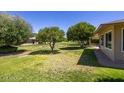 Spacious backyard featuring lush green grass and mature trees, providing ample shade and a serene outdoor space at 19018 N Concho Cir, Sun City, AZ 85373