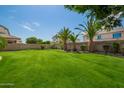Lush green backyard featuring a well-manicured lawn, mature palm trees, and privacy landscaping at 881 E Boston St, Gilbert, AZ 85295