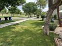 Well-maintained front yard features lush green grass and mature trees at 3677 E Park Ave, Gilbert, AZ 85234