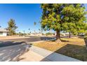 Neighborhood street with mature landscaping, palm trees, and well-maintained homes at 13823 N 99Th Dr, Sun City, AZ 85351