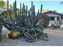 Lush desert landscaping featuring a variety of cacti, including a large barrel cactus at 5514 E Pershing Ave, Scottsdale, AZ 85254