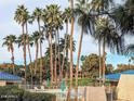 Lush palm trees surround the community pools creating a tropical oasis at 5124 N 31St Pl # 514, Phoenix, AZ 85016