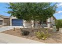 Exterior showcasing desert landscaping and a mature shade tree accenting the front of the house at 18366 N Arbor Dr, Maricopa, AZ 85138