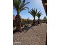 Landscaped backyard featuring palm trees, cacti, and gravel ground cover for a desert-inspired aesthetic at 8303 E Meseto Ave, Mesa, AZ 85209