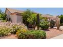 Lush desert landscaping frames this attractive home, featuring decorative grasses and mature cacti enhancing curb appeal at 115 E Spur Ave, Gilbert, AZ 85296