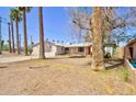 Expansive backyard featuring mature palm trees and desert landscaping at 809 N Gilbert Ave, Casa Grande, AZ 85122