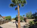Relaxing backyard with a refreshing pool, framed by desert landscaping and towering palm trees at 1309 W Calle Del Norte --, Chandler, AZ 85224