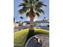 Charming home featuring a lush green landscaped yard with a beautiful palm tree at 4838 W Christine Cir, Glendale, AZ 85308