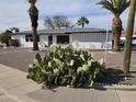 Single-story home with desert landscaping, featuring cacti and palm trees in the front yard at 5728 E Dodge St, Mesa, AZ 85205