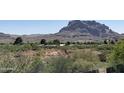 Wide angle shot of desert landscape with local plants and distant mountains against a clear sky backdrop at 829 W Spray St, Superior, AZ 85173