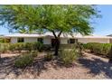 Inviting single-story home with a well-manicured front yard and shade tree, creating a warm and welcoming curb appeal at 9623 N 34Th Pl, Phoenix, AZ 85028