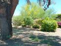 Lush front yard featuring mature trees and blooming bushes adding vibrant color and curb appeal at 6139 E Voltaire Ave, Scottsdale, AZ 85254