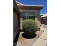 Attractive low-maintenance desert landscaping featuring rock ground cover and round bushes at 1040 W Juniper Ave, Gilbert, AZ 85233