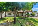 Spacious backyard with lush green lawn and mature trees provides ample shade at 2264 S Don Carlos --, Mesa, AZ 85202