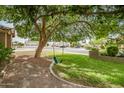 Neighborhood street view featuring a large shade tree, front lawn and landscaping at 2405 E Lynwood Cir, Mesa, AZ 85213