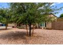 View of the home's front yard landscaping with decorative tree and plants at 317 E Harwell Rd, Gilbert, AZ 85234
