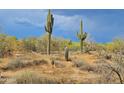 Natural desert landscape featuring mature saguaro cacti and native vegetation at 5141 E Rancho Tierra Dr, Cave Creek, AZ 85331