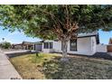 Well-maintained single-story home featuring a spacious yard and mature trees at 156 E Jasmine St, Mesa, AZ 85201